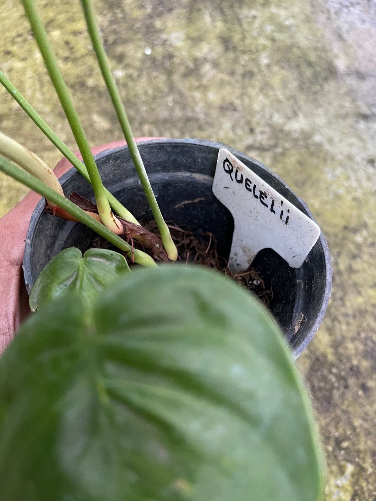 Philodendron Queleii