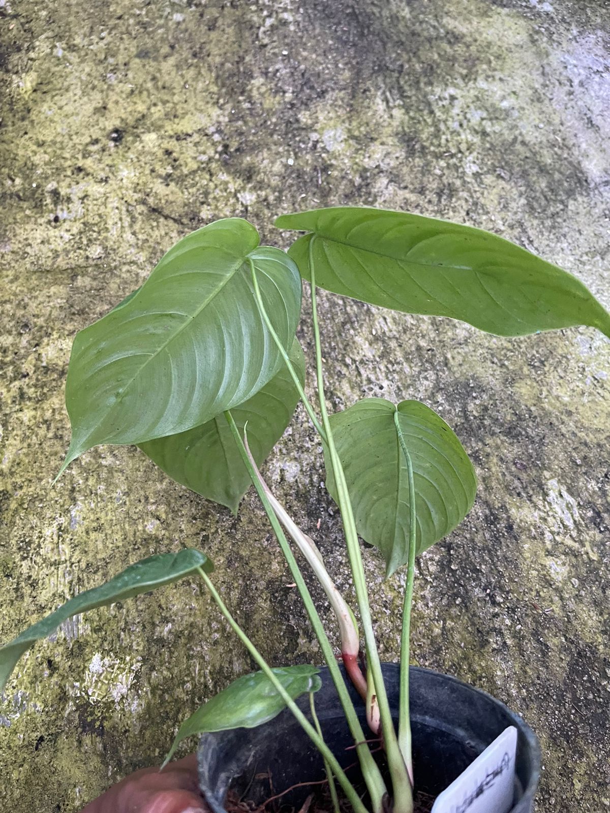Philodendron Queleii