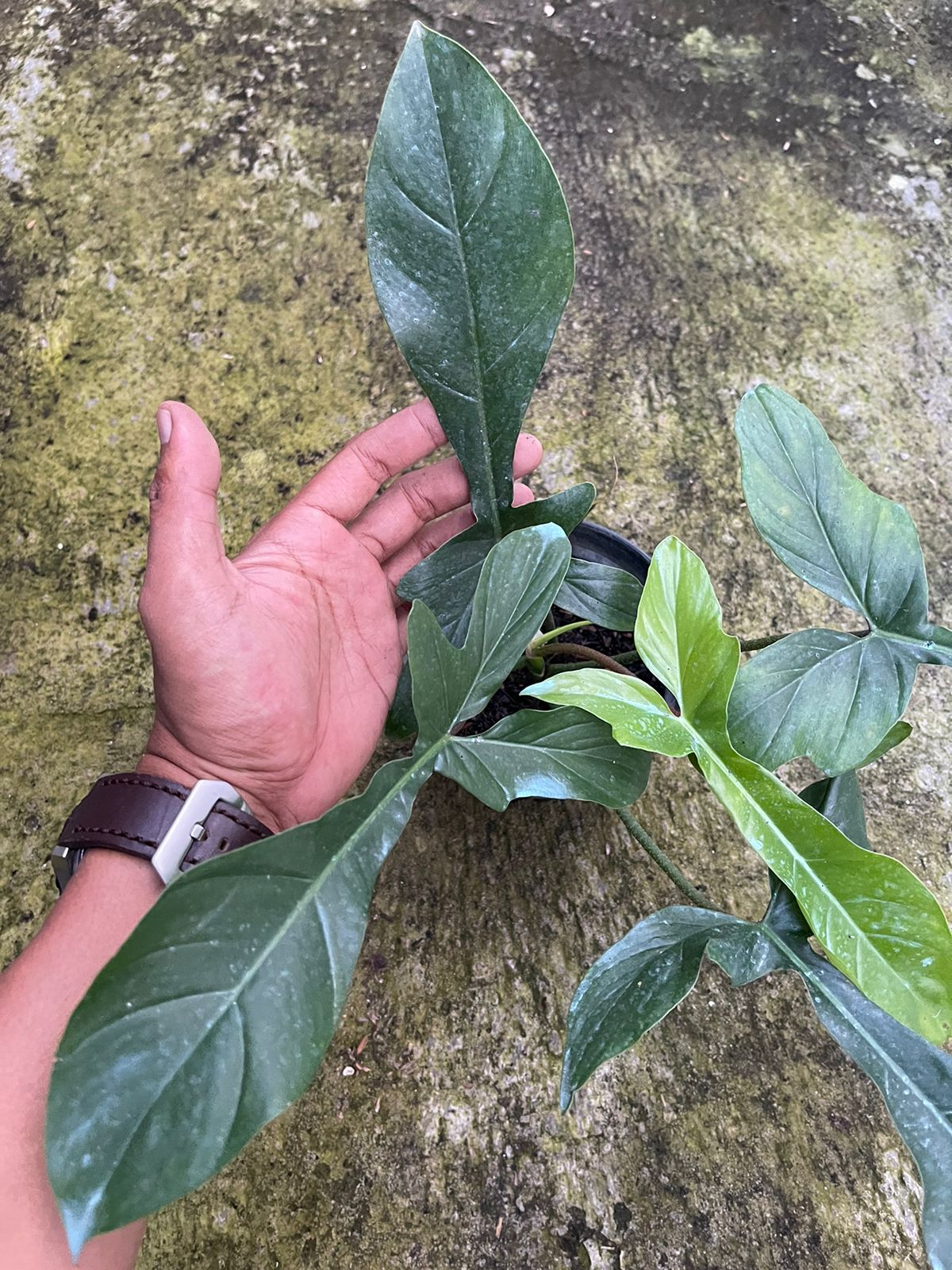Philodendron Code 69686 x Philodendron Squamiferum