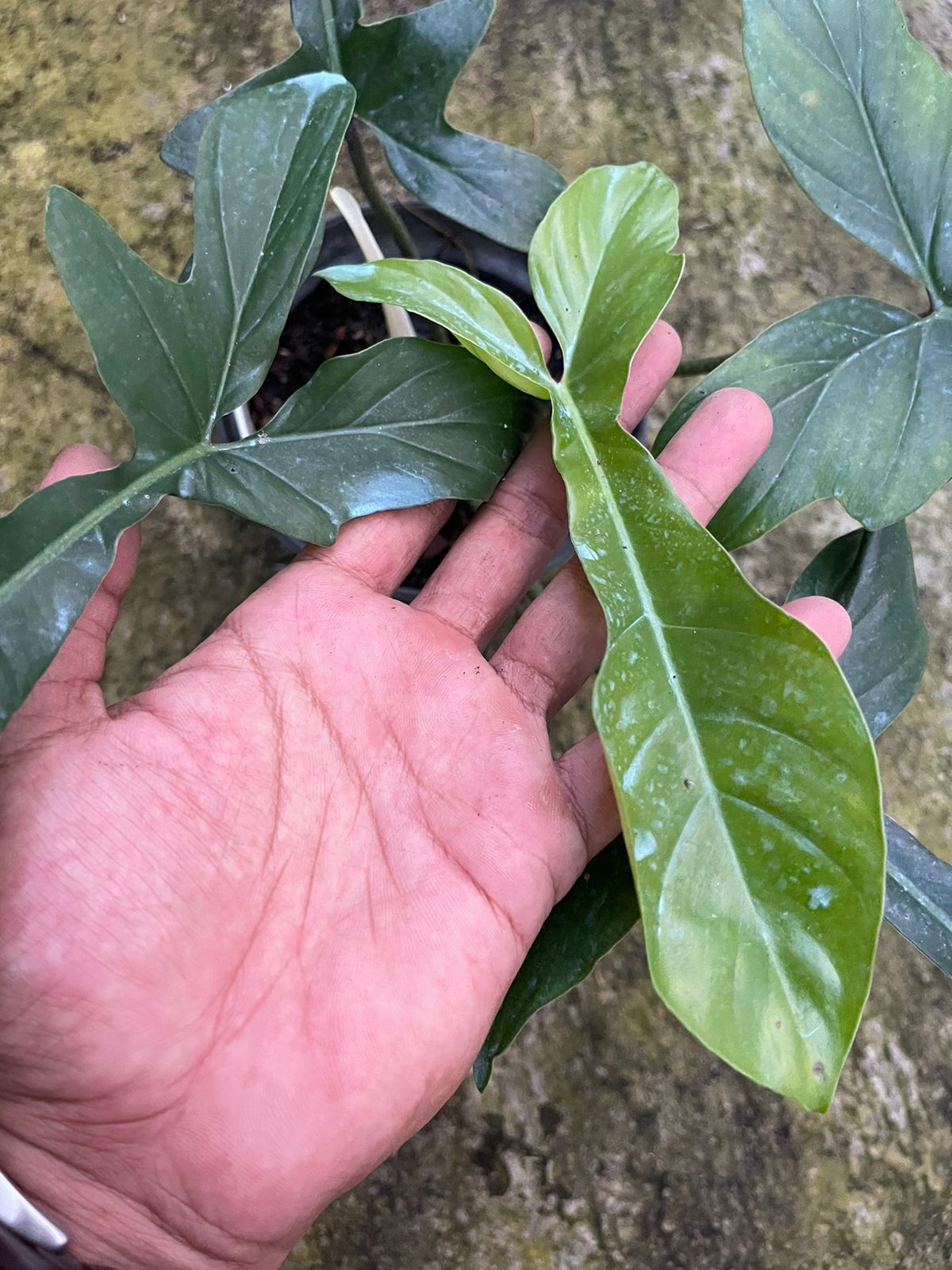 Philodendron Code 69686 x Philodendron Squamiferum