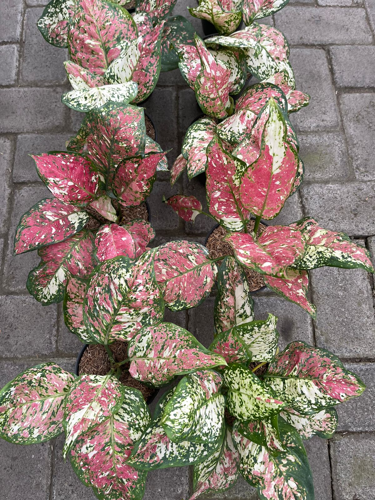 Wholesale 10x Aglaonema Tricolor
