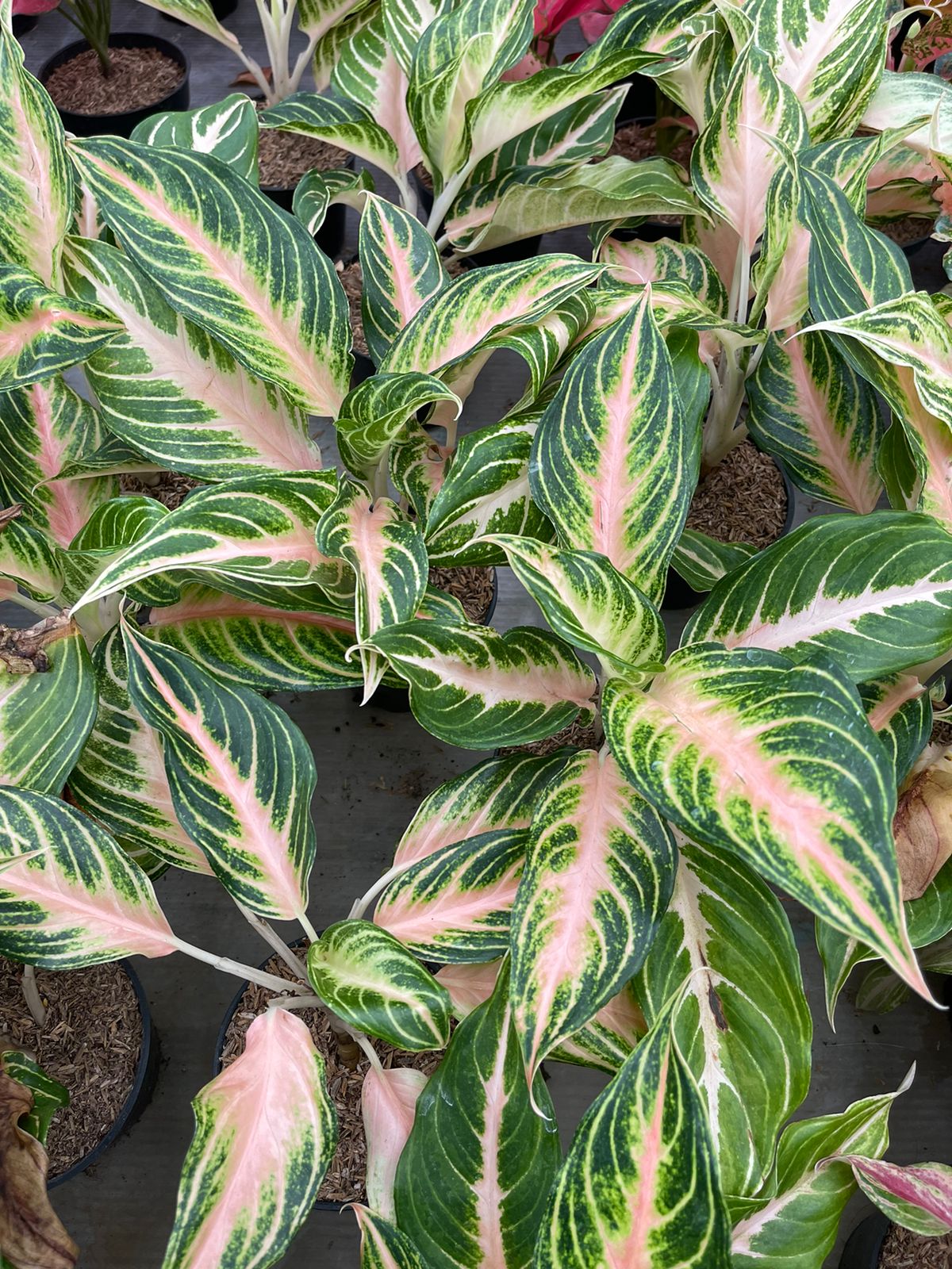 Wholesale 5x Aglaonema Pink Sunset