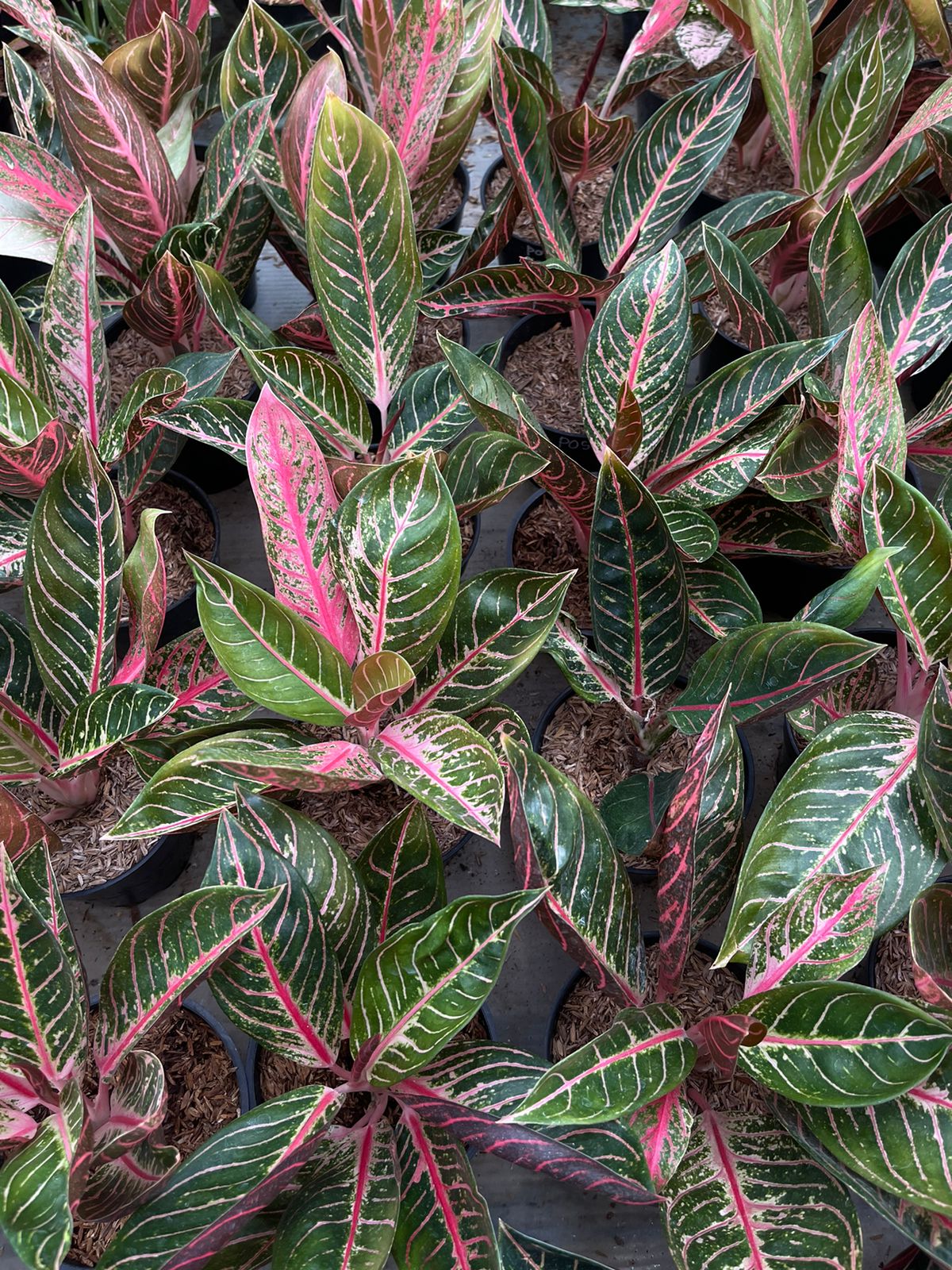 Wholesale 5x Aglaonema Pride Of Sumatera