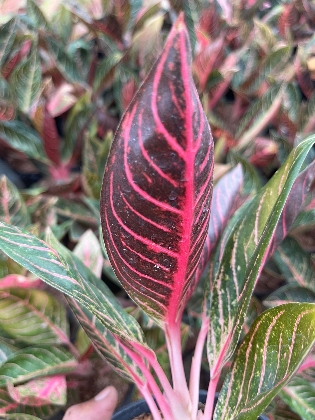 Wholesale 5x Aglaonema Pride Of Sumatera