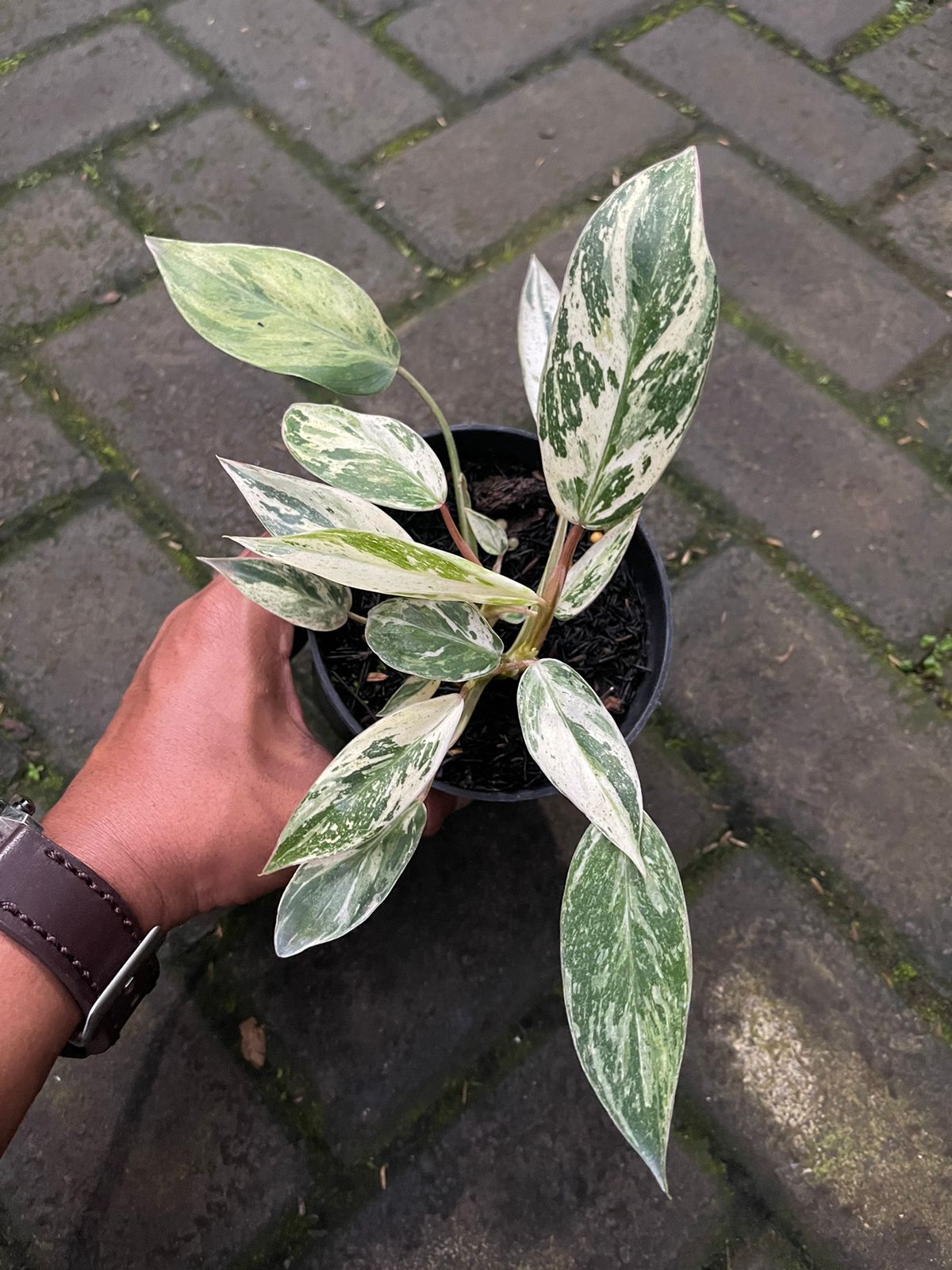 Philodendron Emerald Queen Variegated