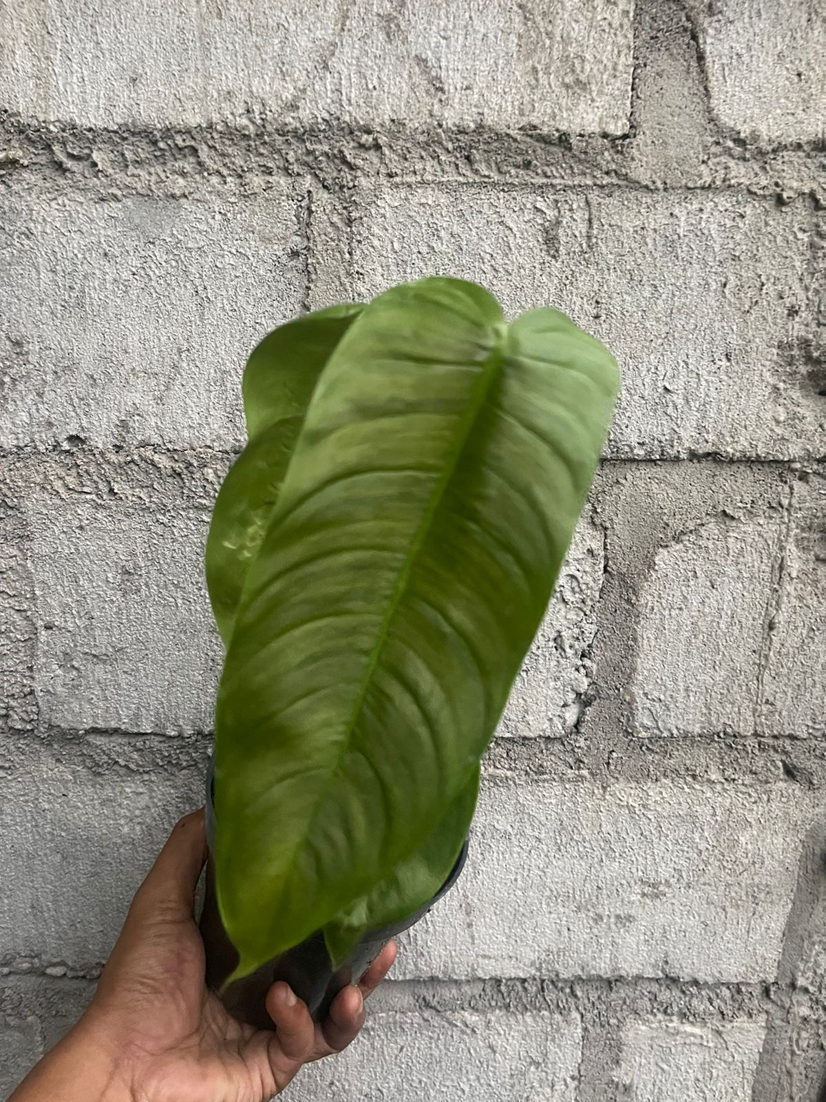 philodendron,philodendron sharoniae,rare plants,philodendron rare,foliage,indoor plants