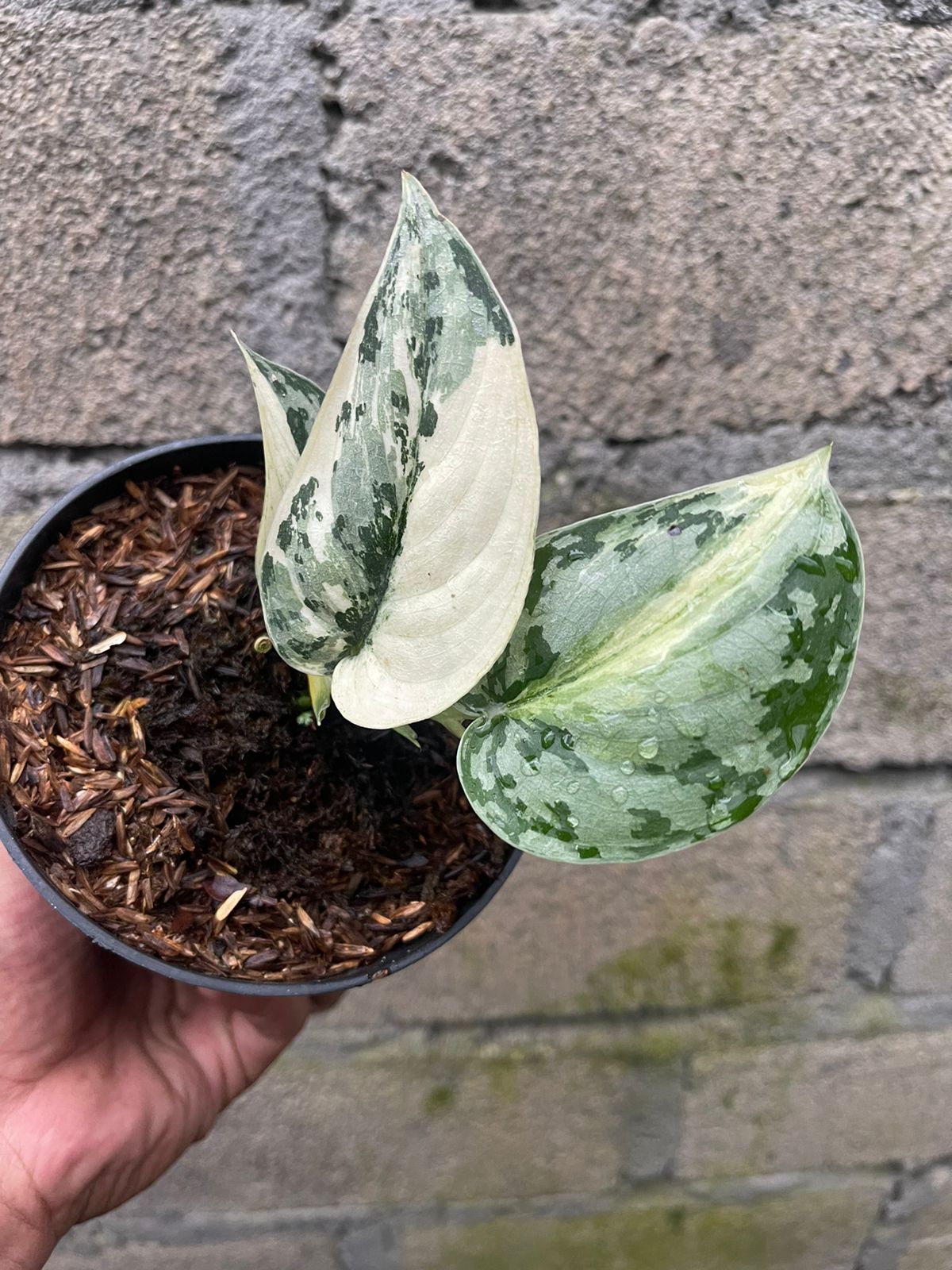 Scindapsus Mayari Albo Variegated