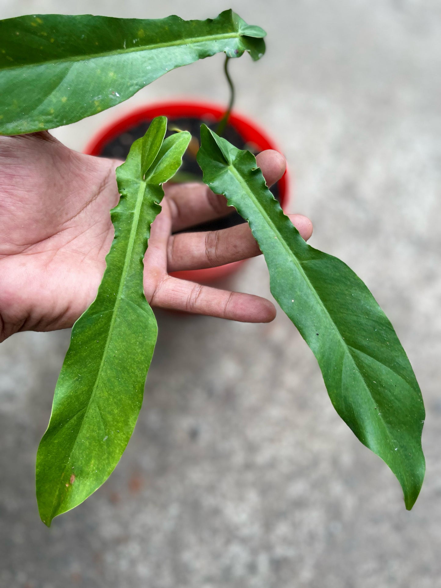 Philodendron Florida Beauty x Philodendron Bob Cee