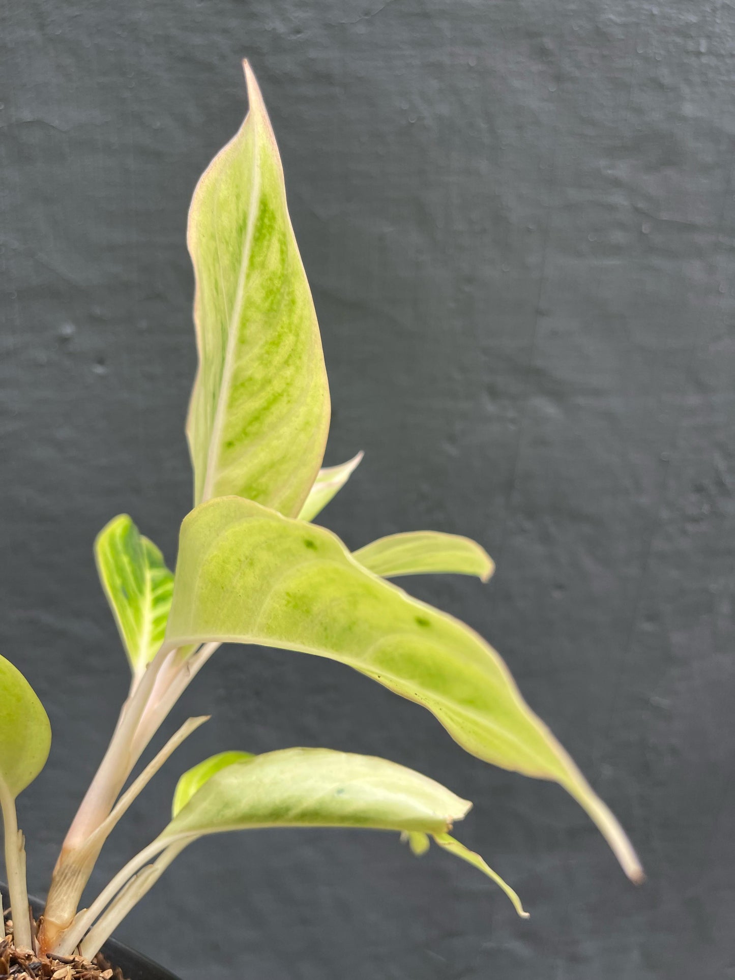 Agalonema White Lipstick