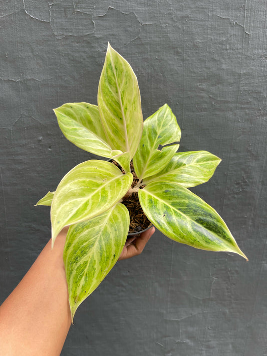 Aglaonema White Lipstick