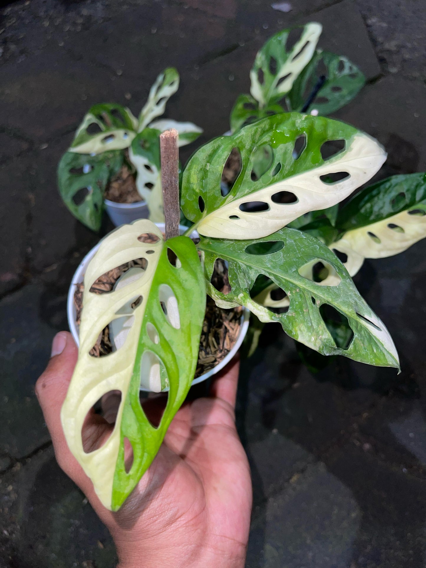 Wholesale 5x Monstera Adansonii Albo Variegated
