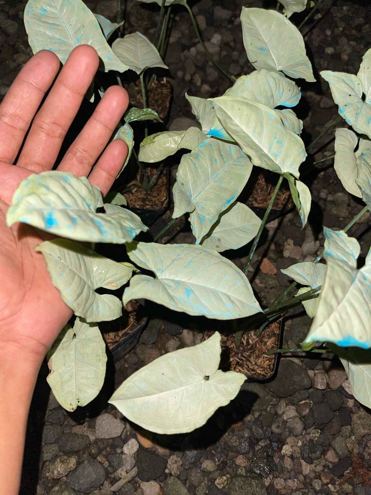 Wholesale 6x Syngonium Moonshine