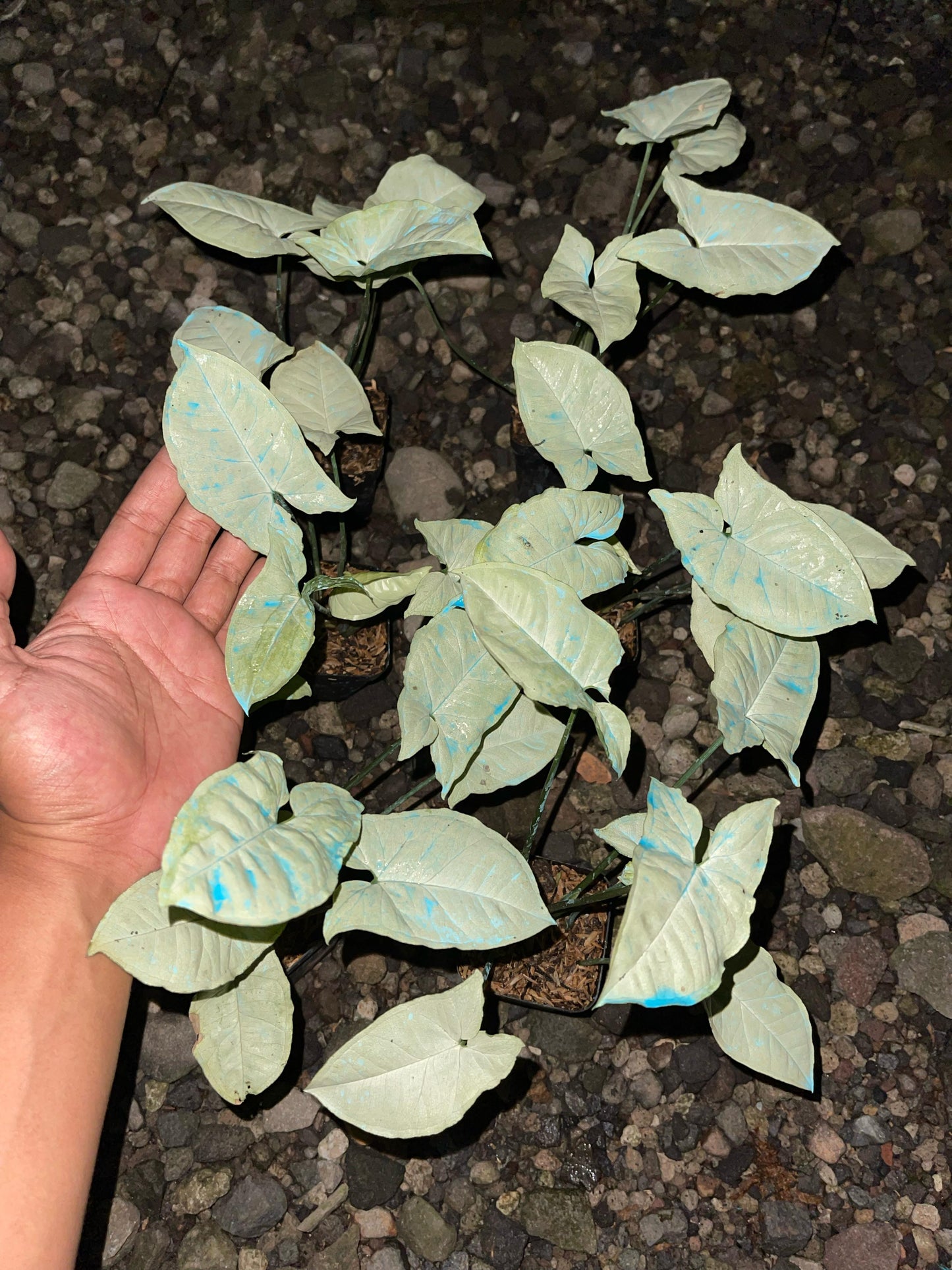 Wholesale 6x Syngonium Moonshine