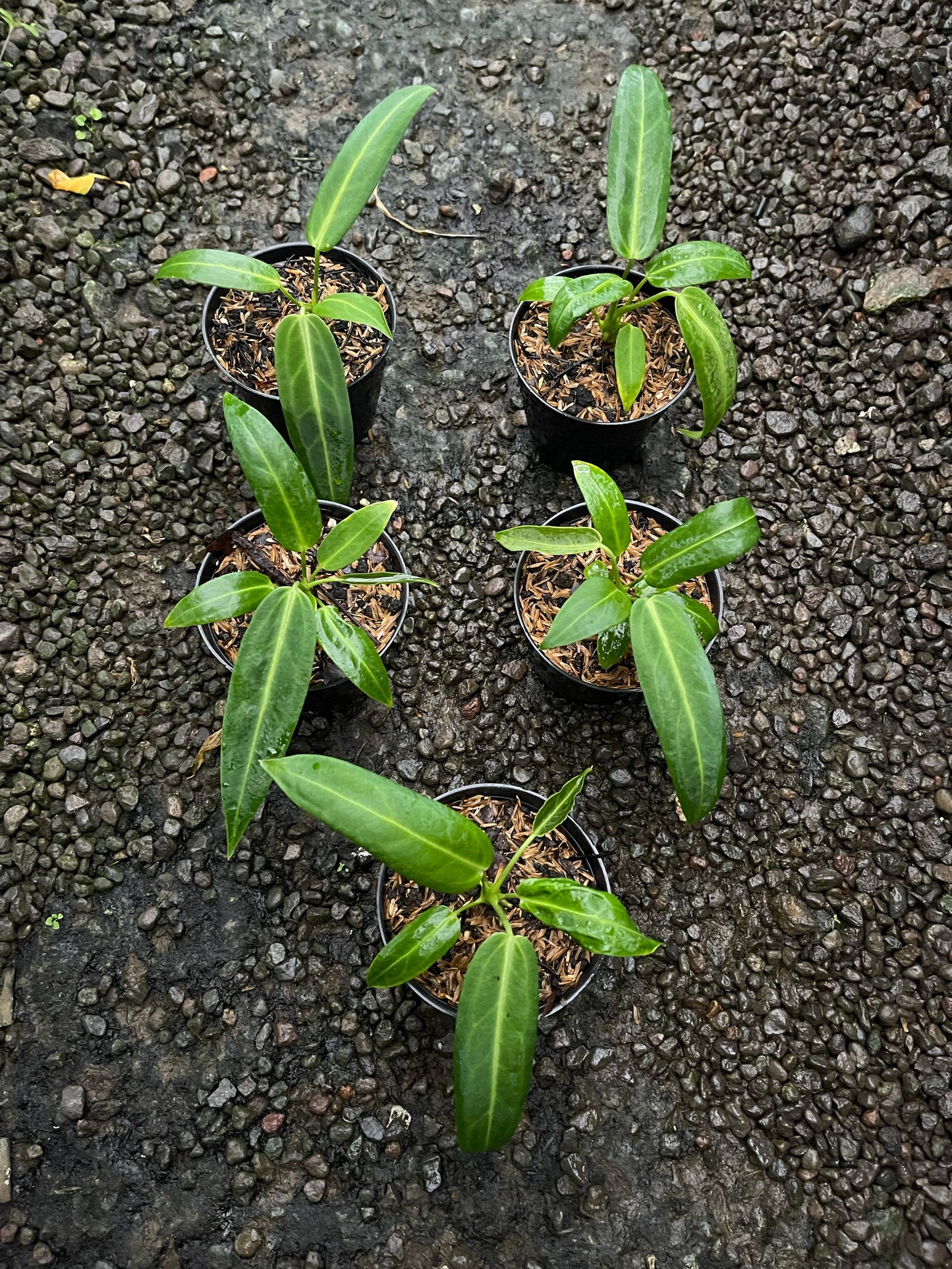 Wholesale 5x Anthurium Warocqueanum