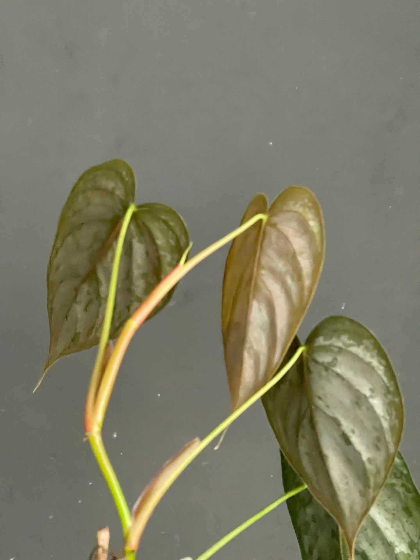 Philodendron Brandtianum