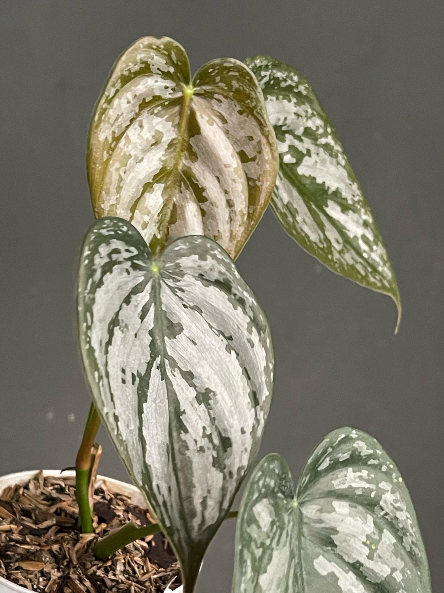 Philodendron Brandtianum