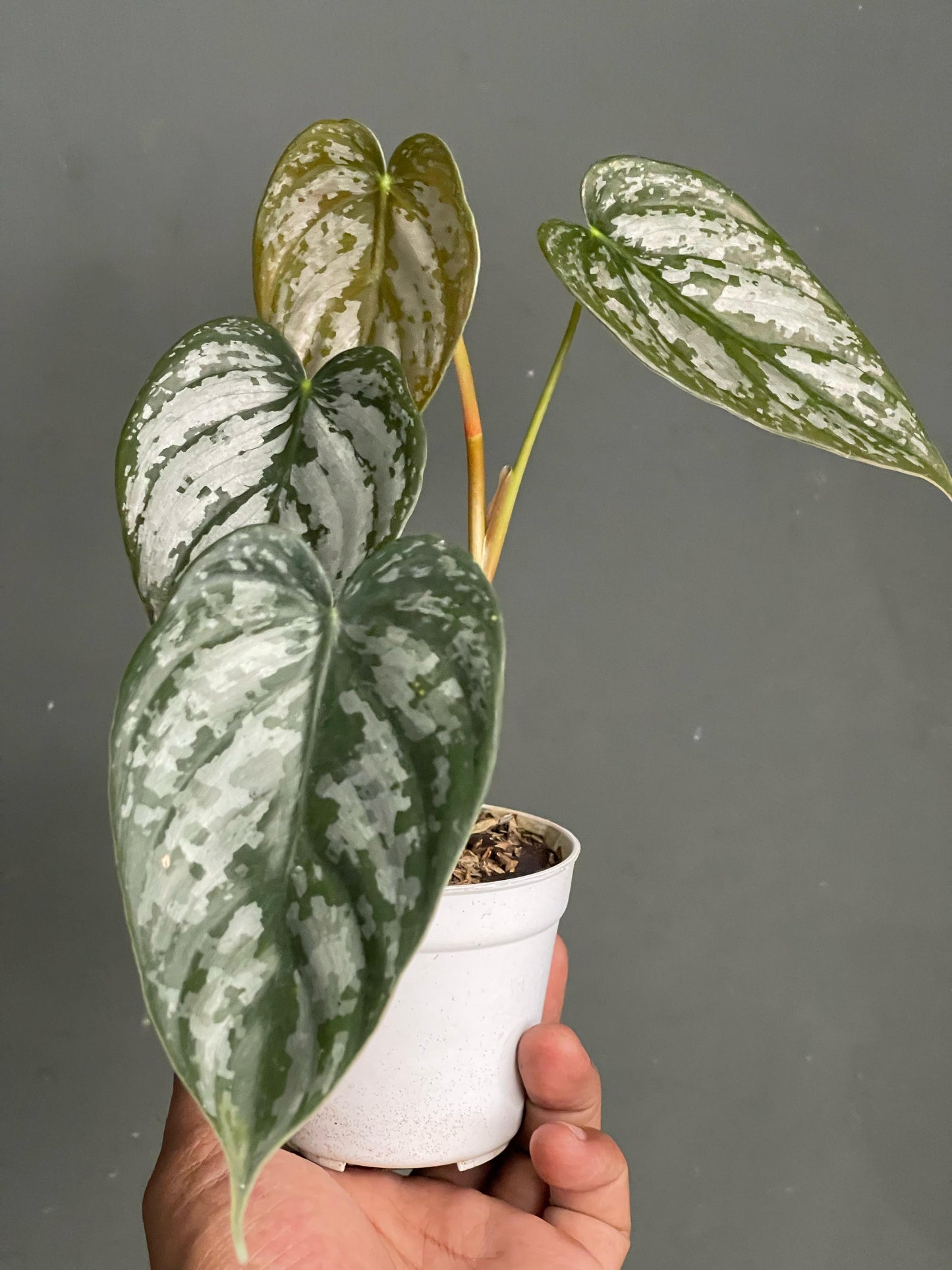 Philodendron Brandtianum