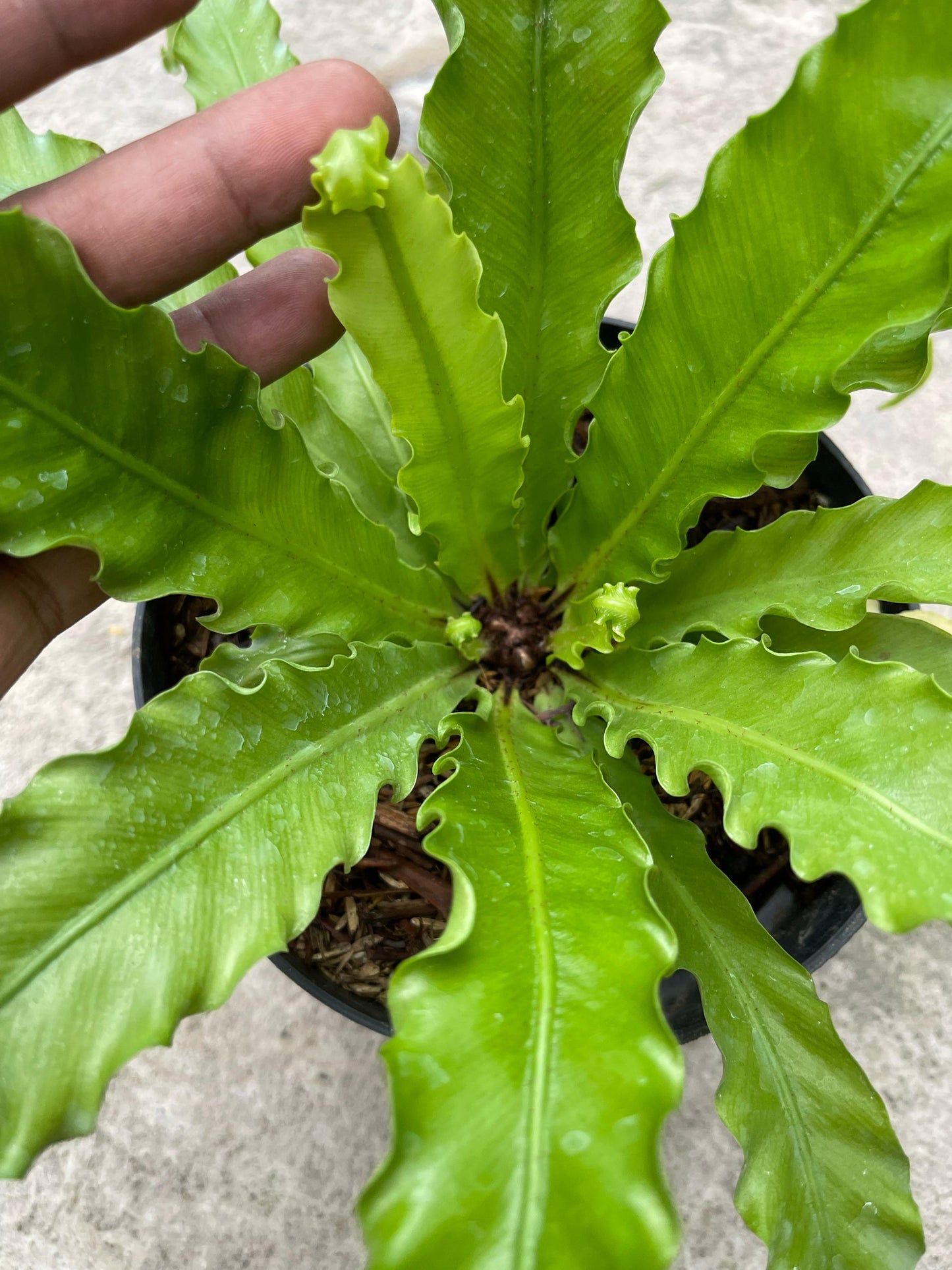 Asplenium Antiquum Osaka