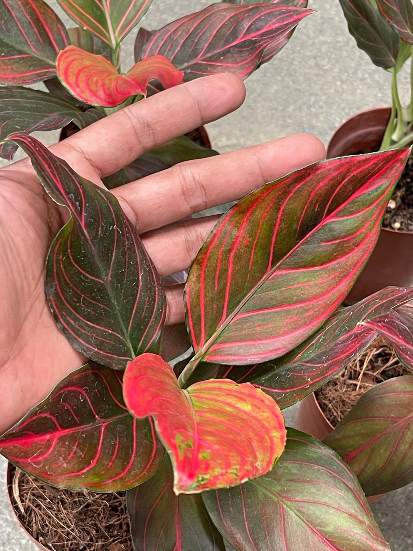 Wholesale 5x Aglaonema Red Vein