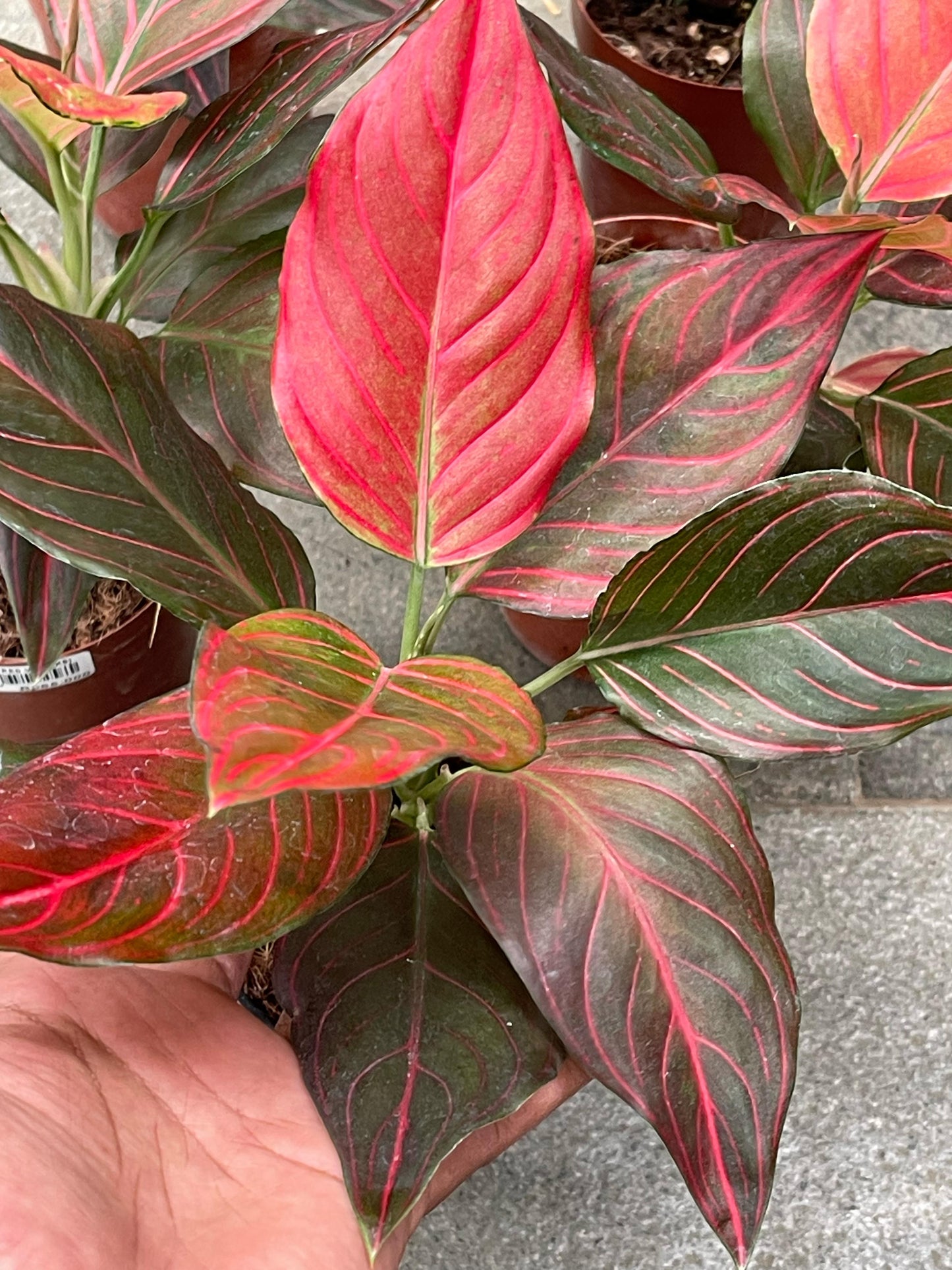 Wholesale 5x Aglaonema Red Vein