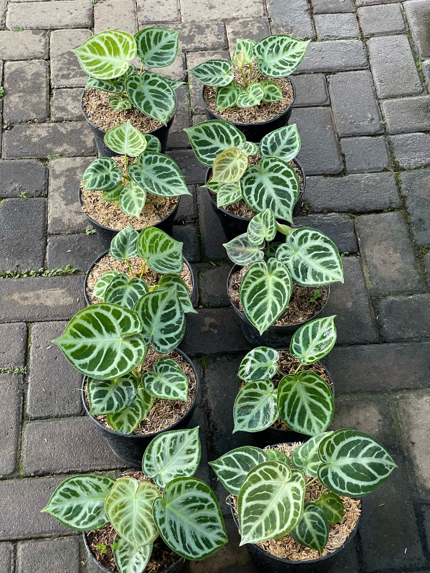 Wholesale 10x Anthurium Dorayaki Medium
