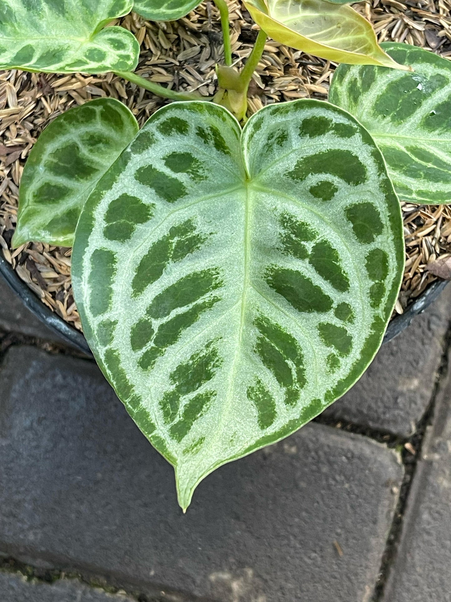 Wholesale 10x Anthurium Dorayaki Medium