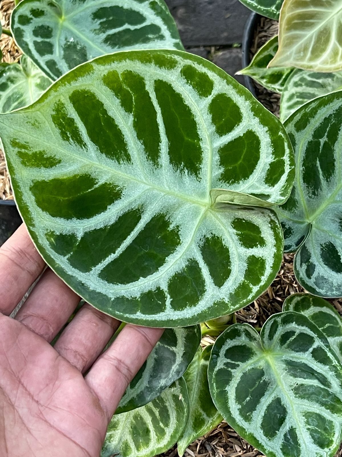 Wholesale 5x Anthurium Dorayaki Medium