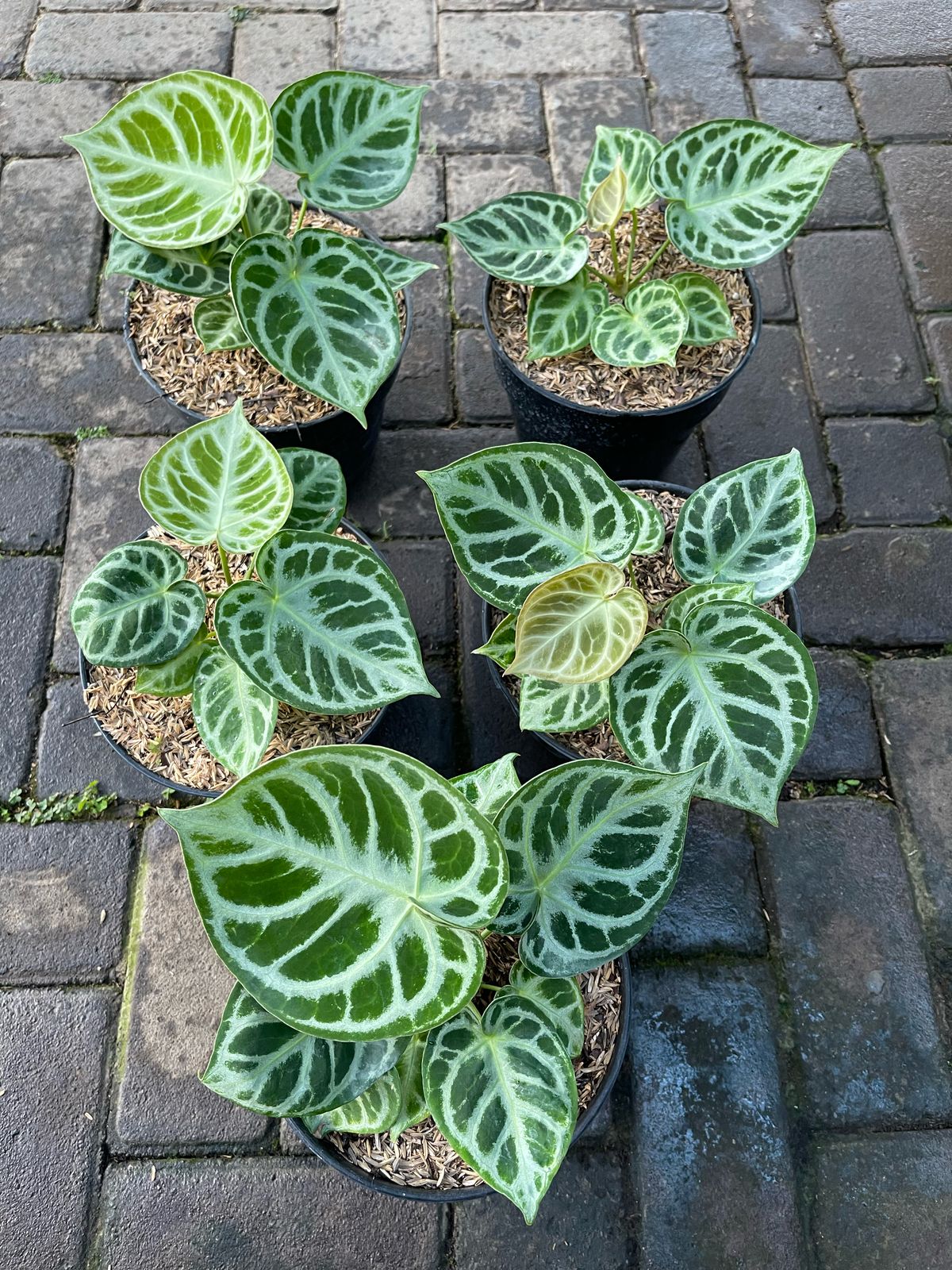 Wholesale 5x Anthurium Dorayaki Medium