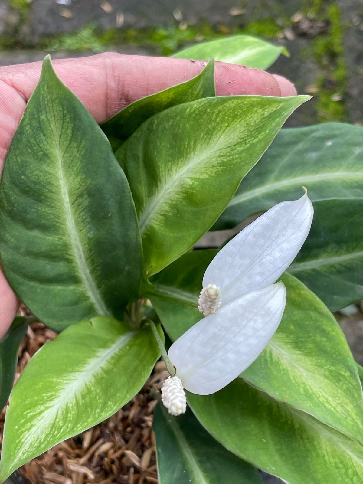 Spathiphyllum White Stripes