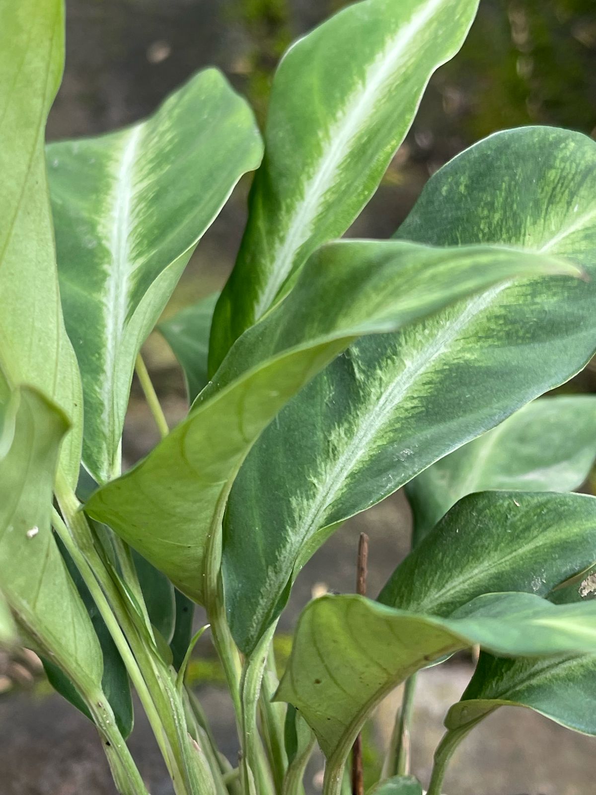 Spathiphyllum White Stripes
