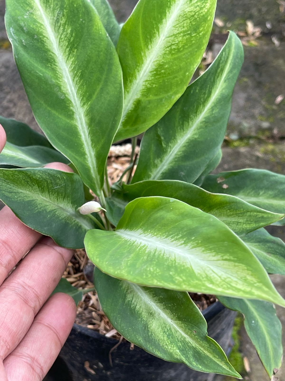 Spathiphyllum White Stripes