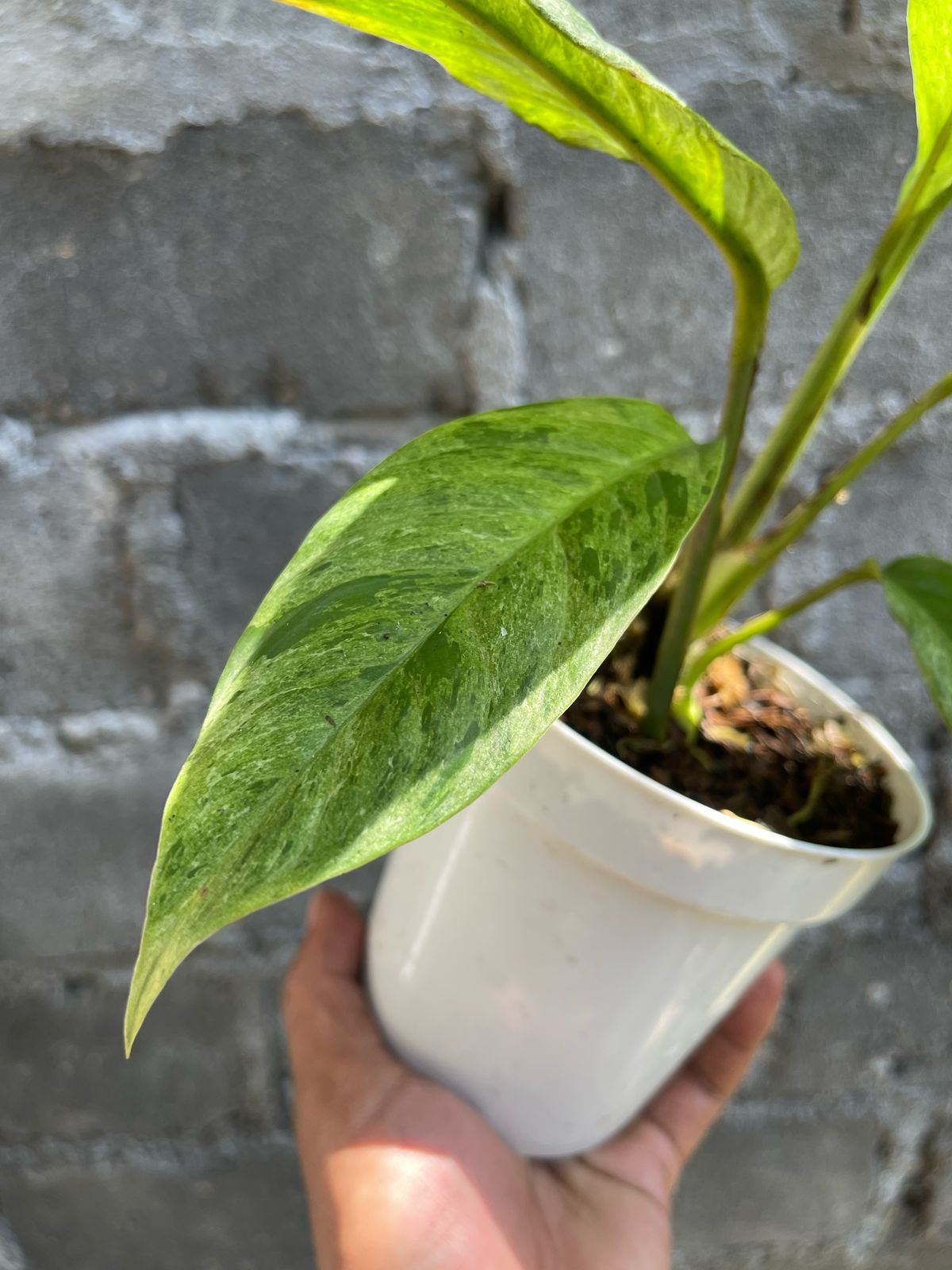 Rhaphidophora Foraminifera Mint Variegated Medium