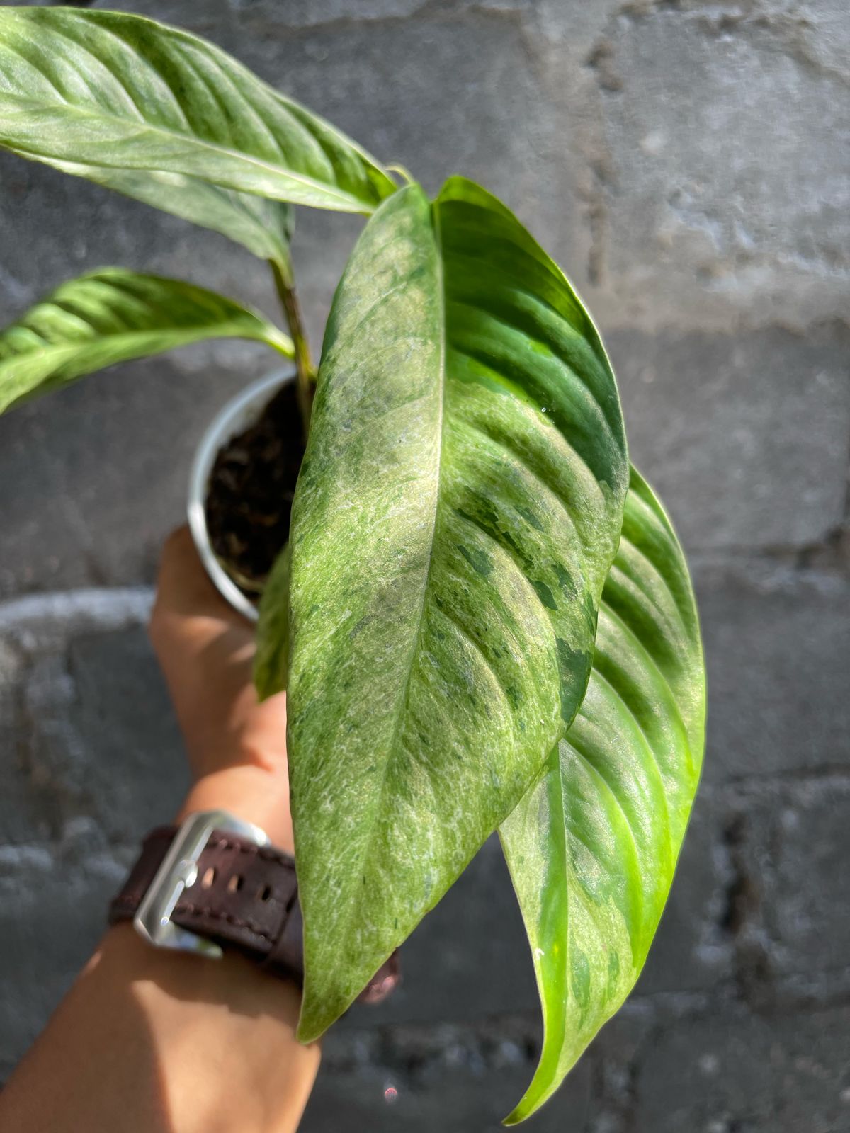 Rhaphidophora Foraminifera Mint Variegated Medium