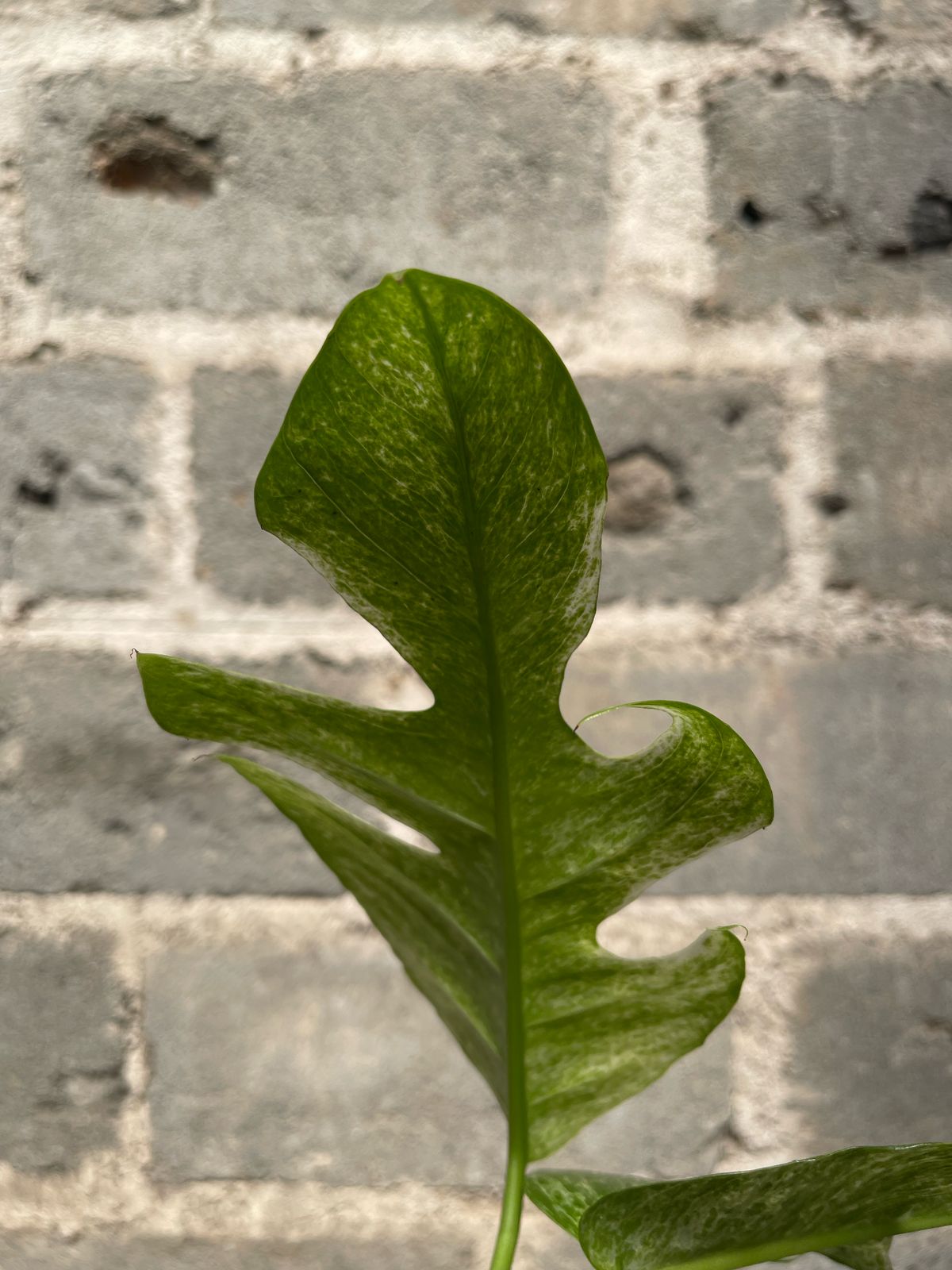 Epipremnum White Mint Variegated