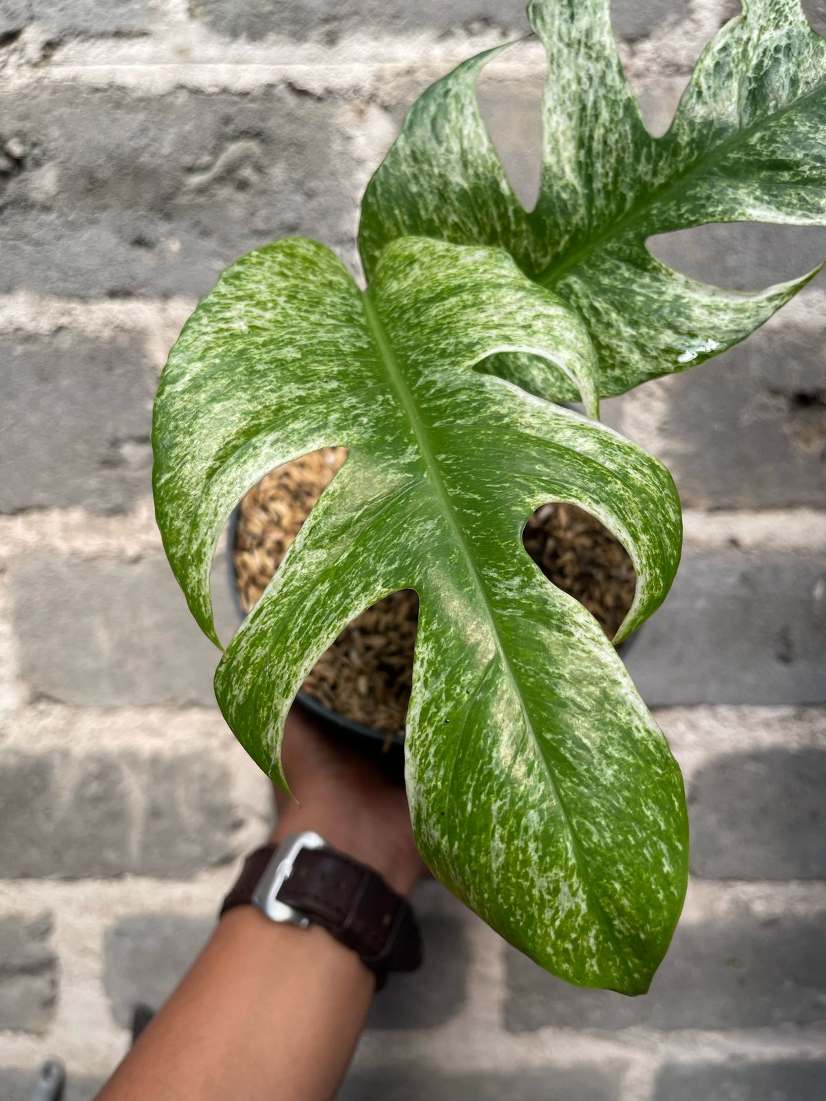 Epipremnum White Mint Variegated