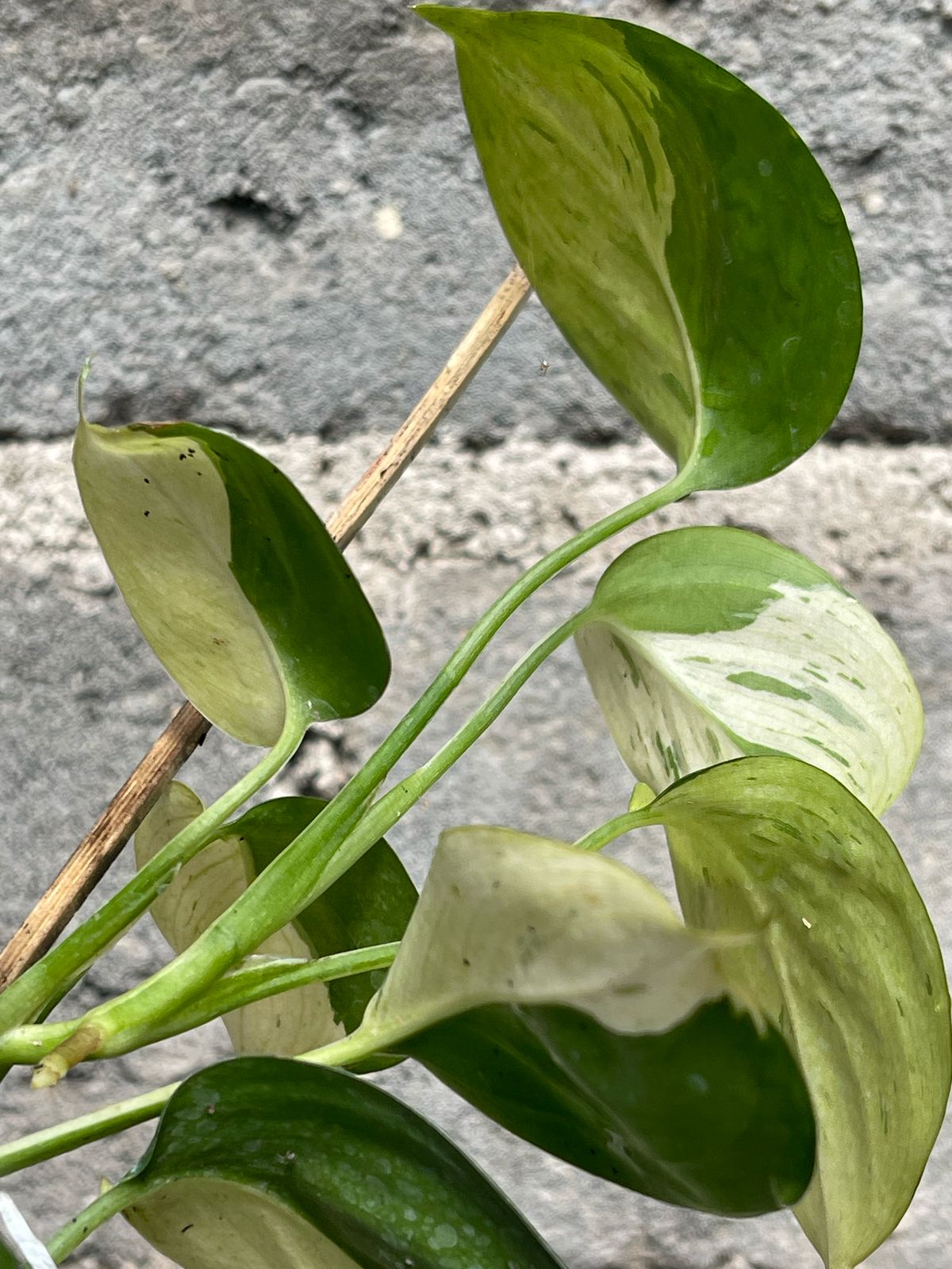 Scindapsus Blue Albo Mint Variegated