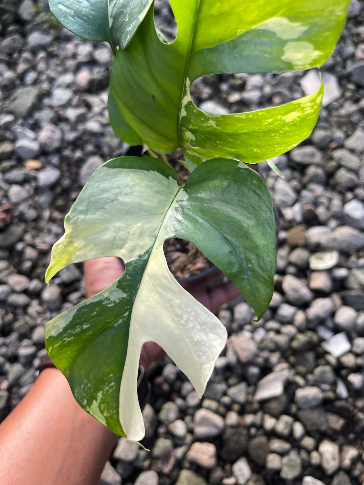 Rhaphidophora Tetrasperma Variegated