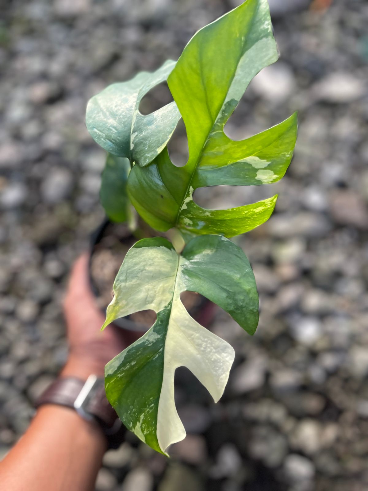 Rhaphidophora Tetrasperma Variegated