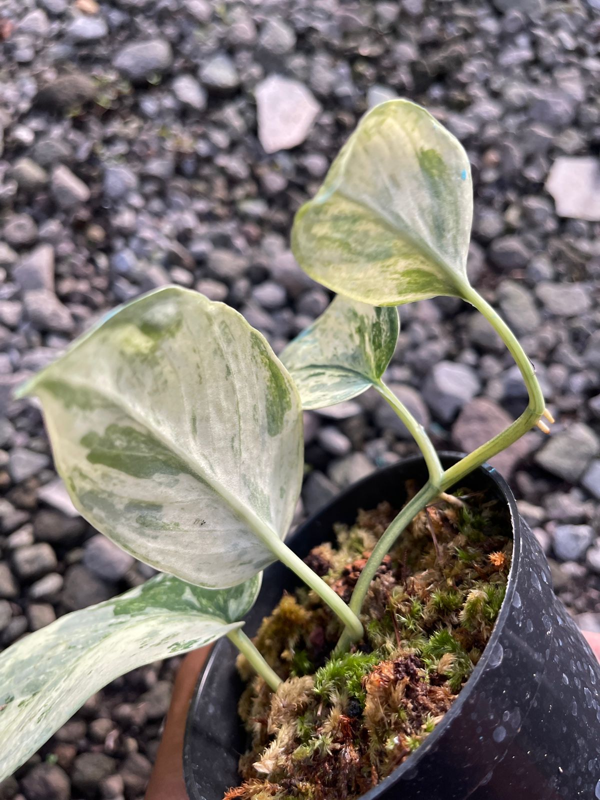 Scindapsus Cream Burle Variegated