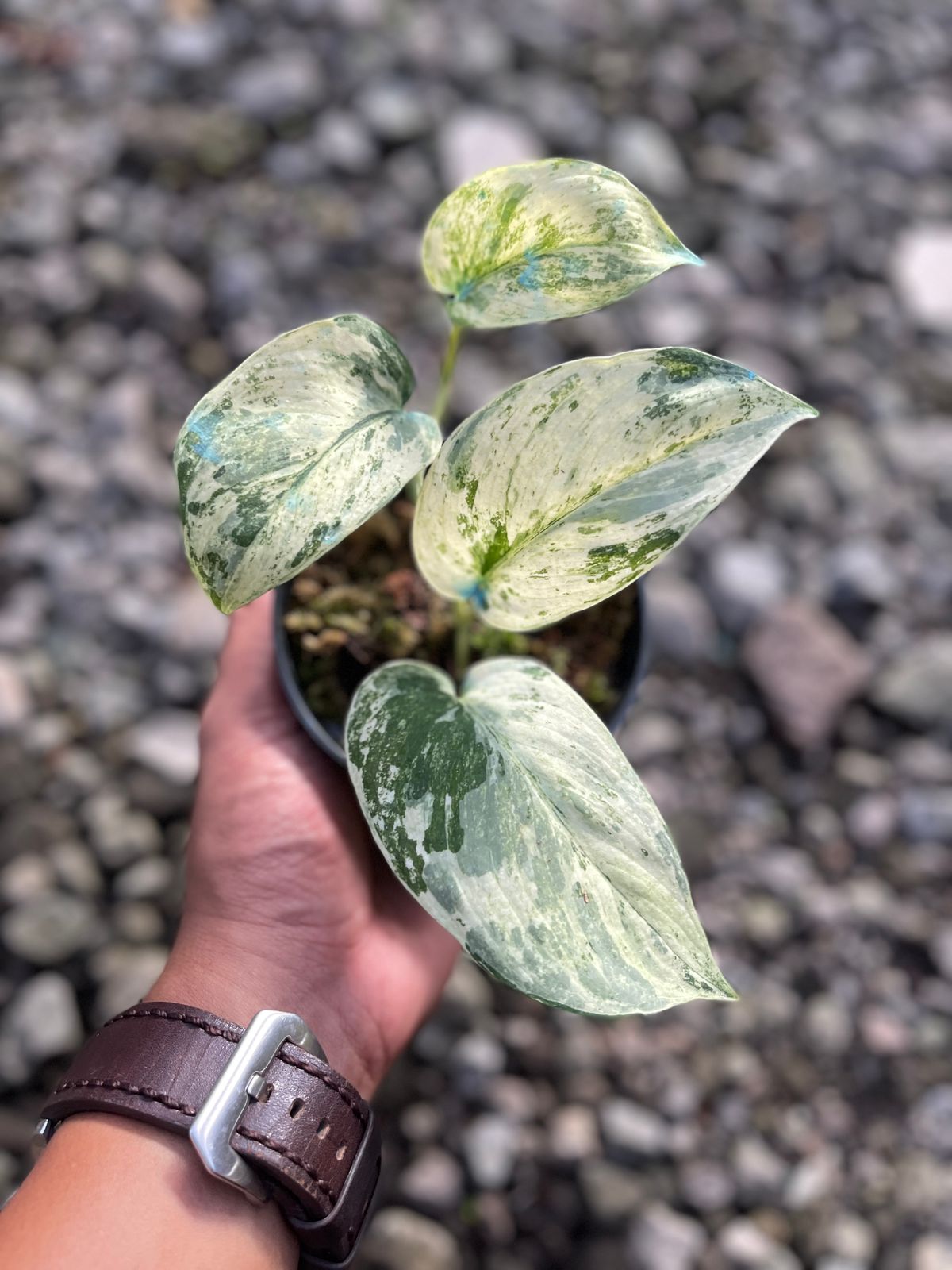 Scindapsus Cream Burle Variegated