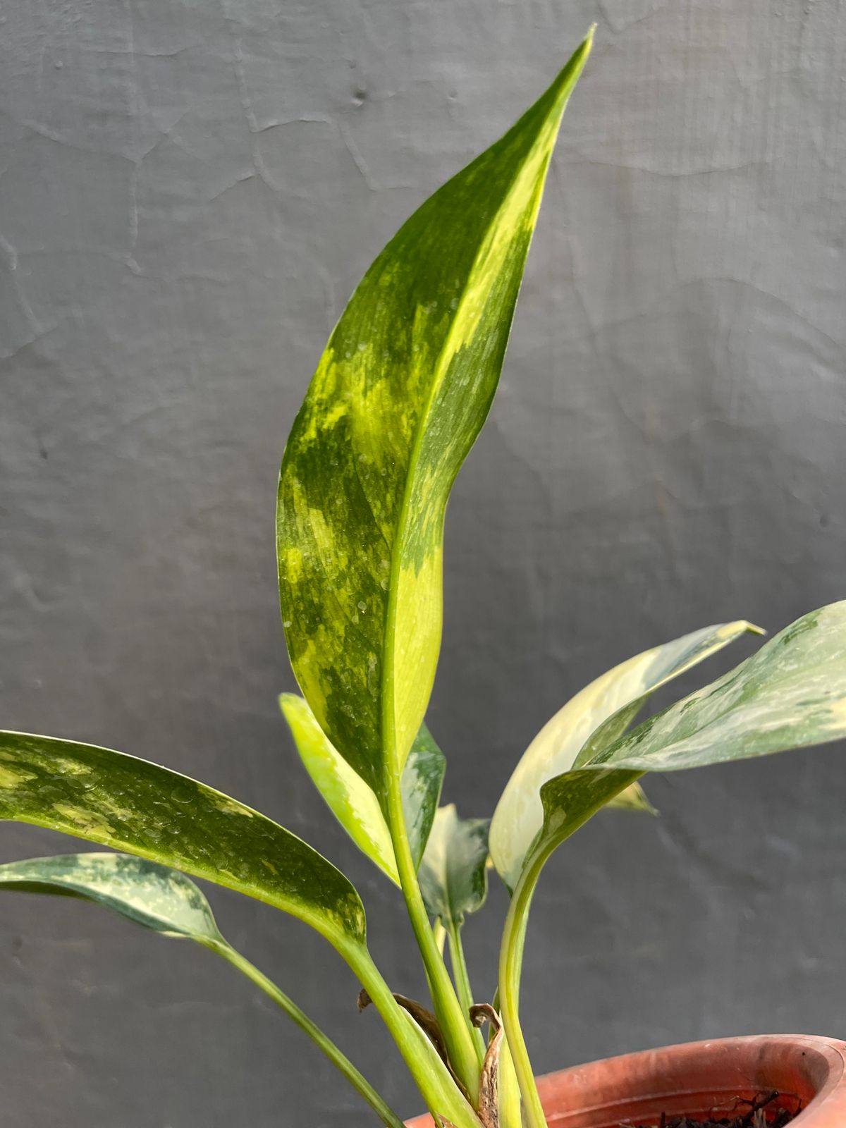 Aglaonema Svarnabhumi Variegated