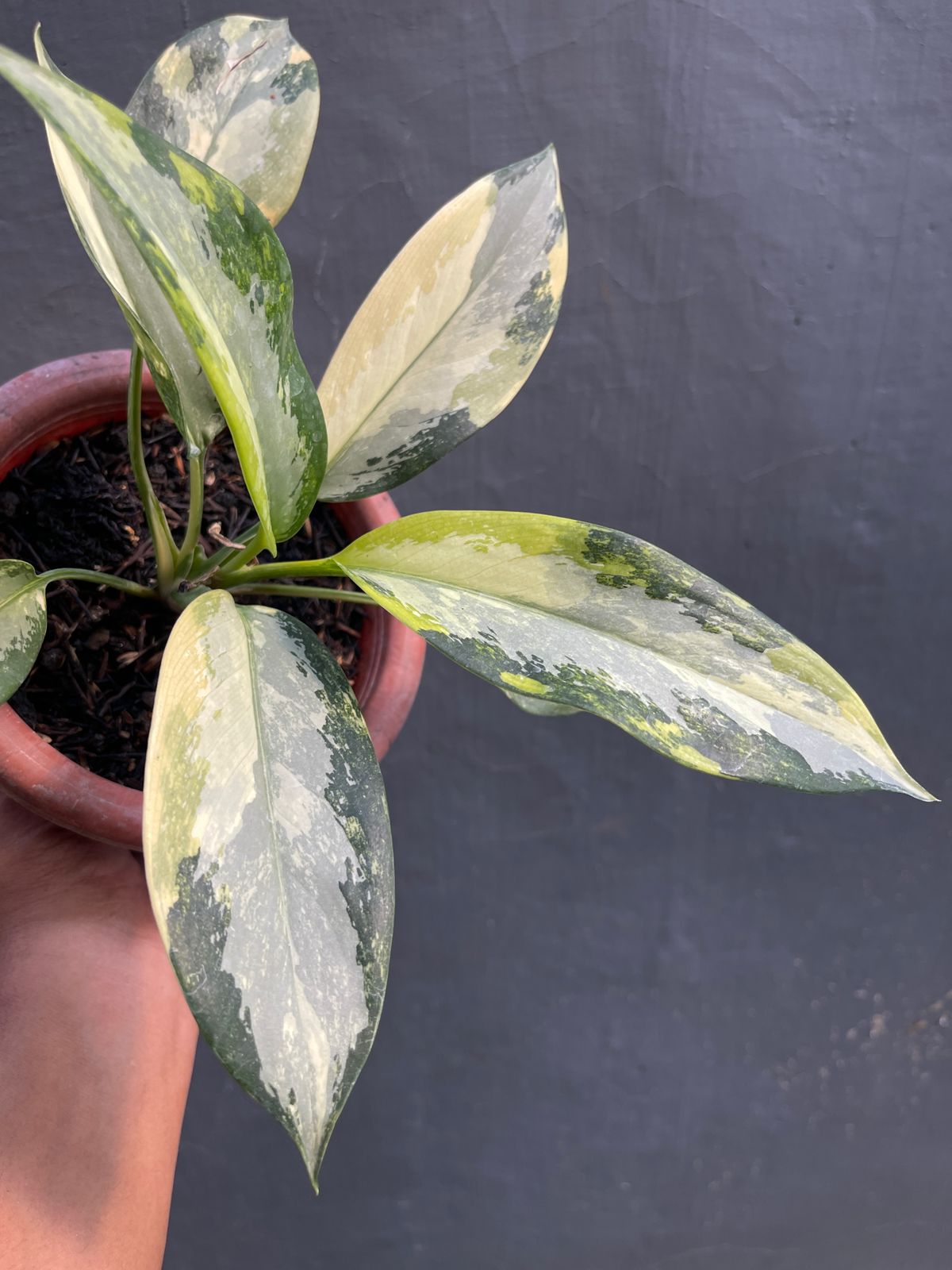Aglaonema Svarnabhumi Variegated