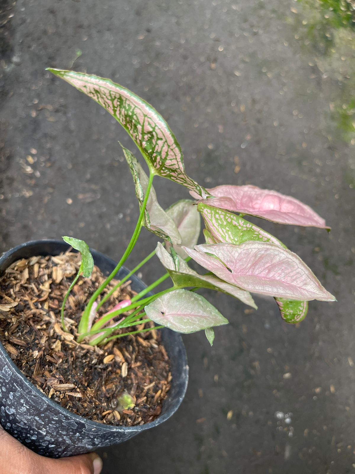 Syngonium Pink Mosaic