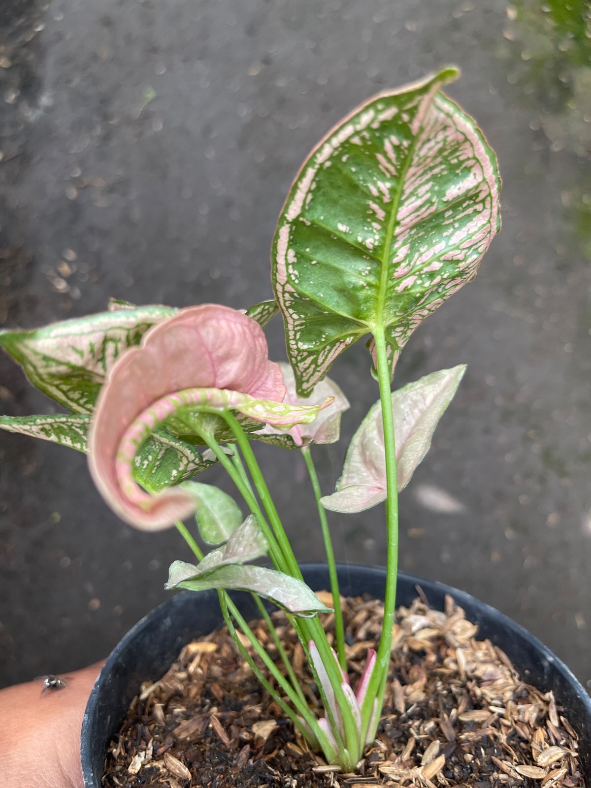 Syngonium Pink Mosaic