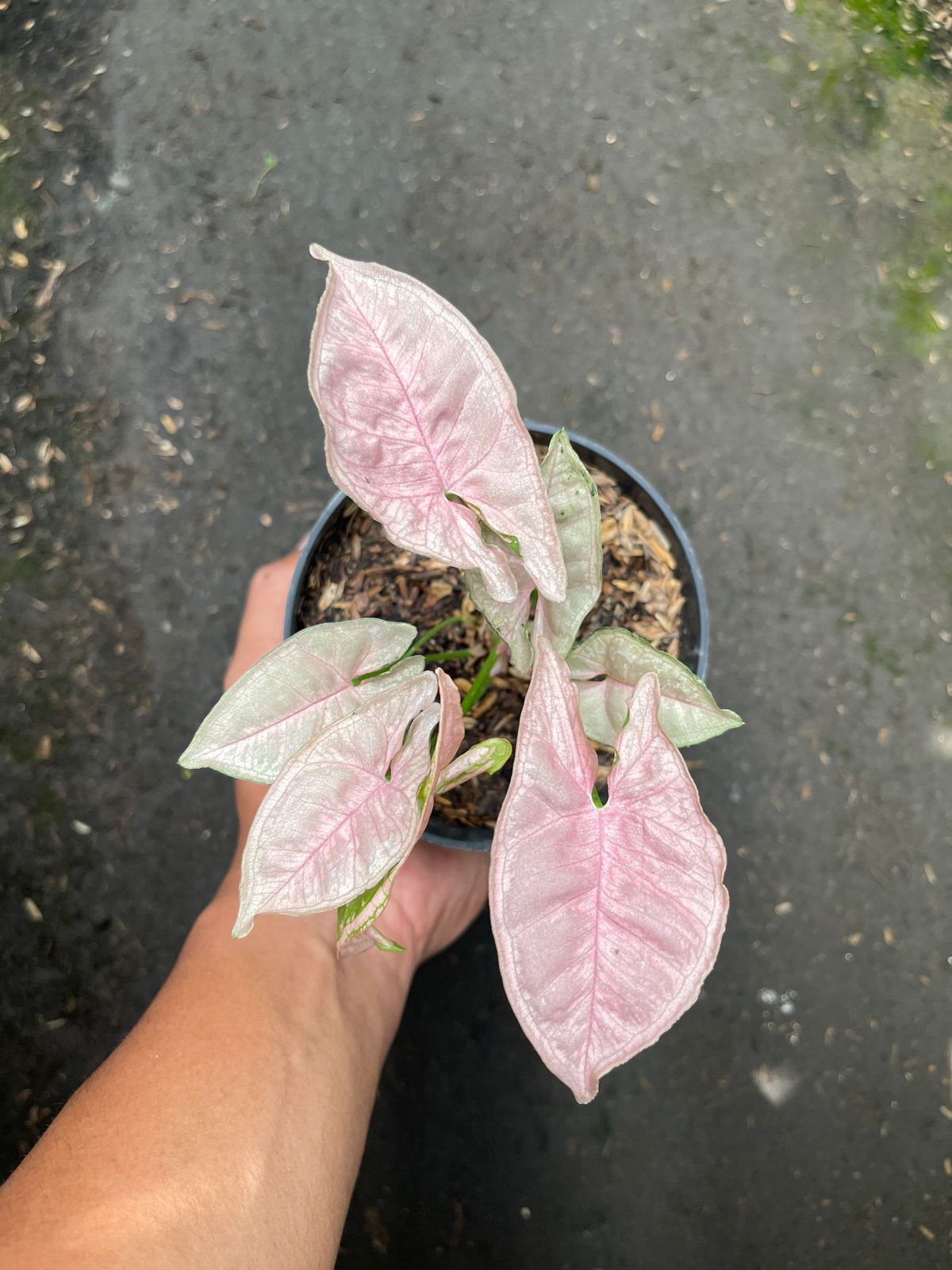 Syngonium Pink Mosaic