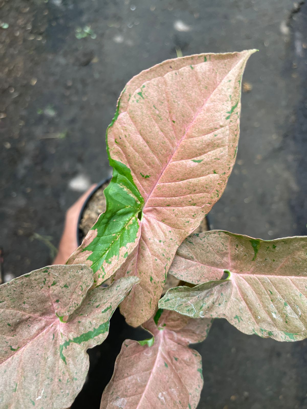 Syngonium Pink Pastel