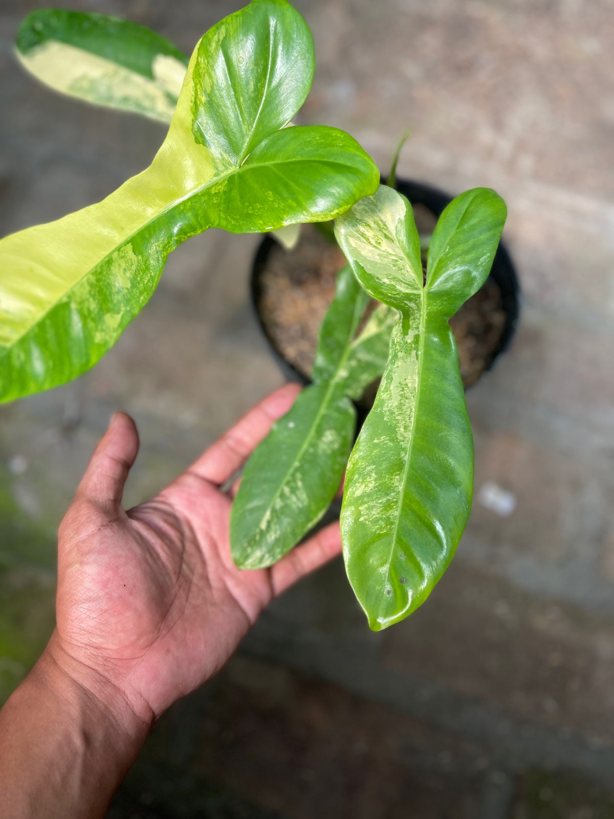 Philodendron Paradise Beauty Variegated
