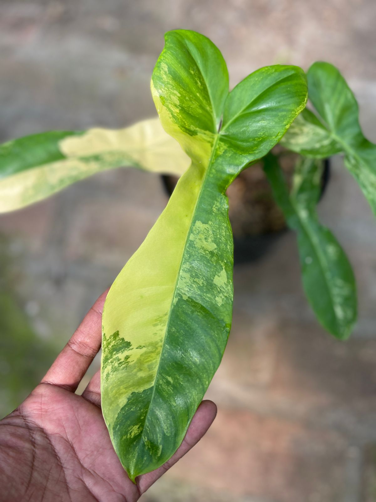 Philodendron Paradise Beauty Variegated