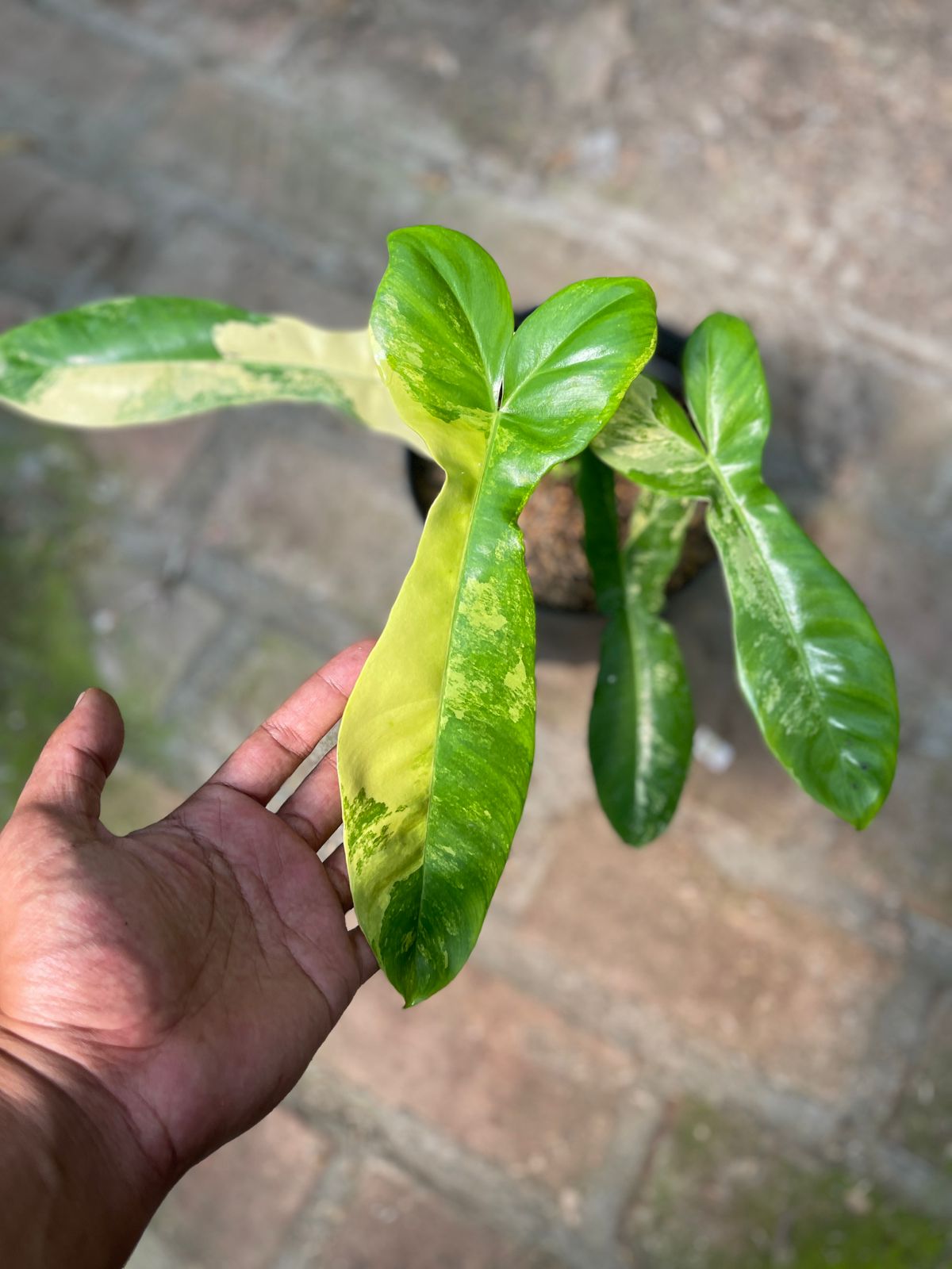 Philodendron Paradise Beauty Variegated