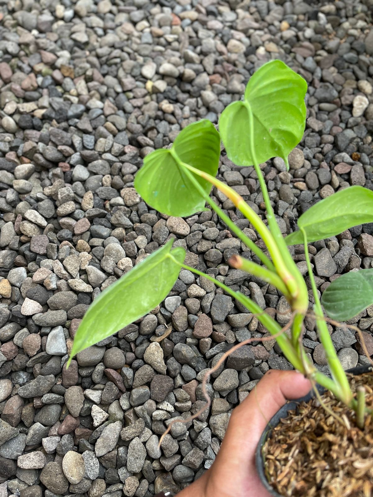 Philodendron Tenue